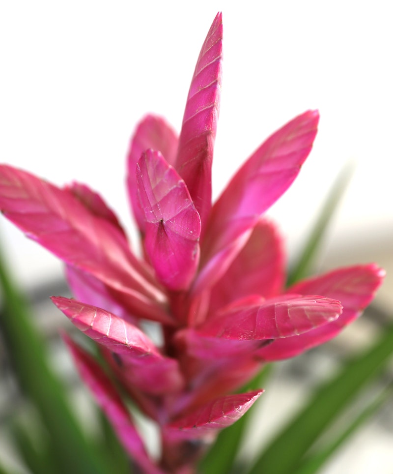 Close-up of a vibrant pink bromeliad flower with a blurred background, highlighting the bold color and striking details of the petals and leaves.
