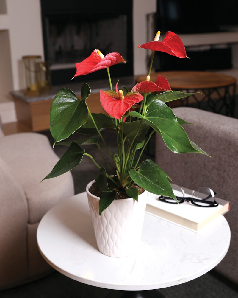 Bright red anthurium flowers in a white pot on a round marble table with a book and glasses, with a cozy living room background.