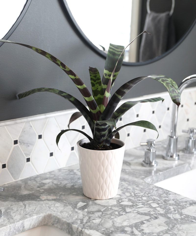 A potted snake plant with dark green leaves sits on a marble countertop in front of a hexagonal tile backsplash, with a modern bathroom sink and mirror visible.