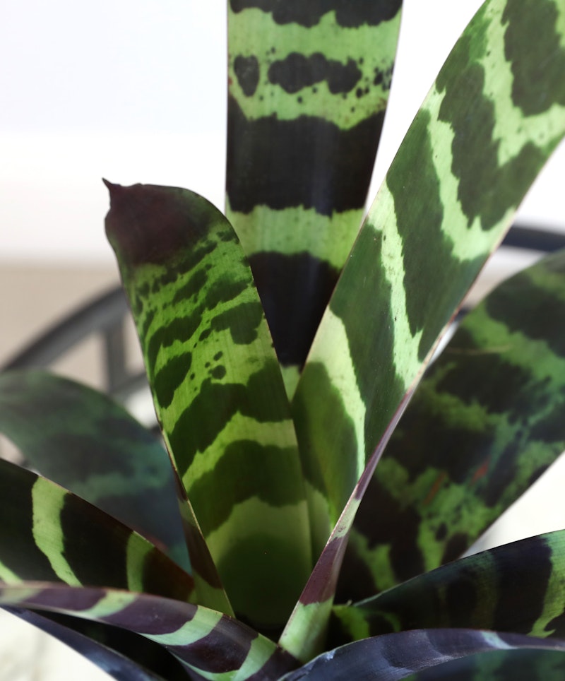 Close-up of a Bromeliad plant with striking green and dark purple mottled leaves, showcased against a soft-focus background for a natural and vibrant look.