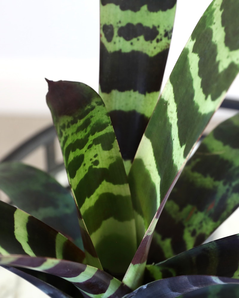 Close-up of a Bromeliad plant with striking green and dark purple mottled leaves, showcased against a soft-focus background for a natural and vibrant look.