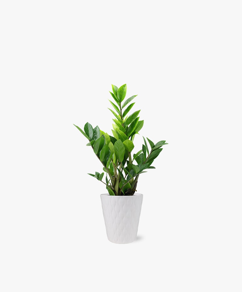Lush green potted plant with vibrant leaves in a white textured pot isolated on a clean white background, perfect for a modern home interior decor theme.