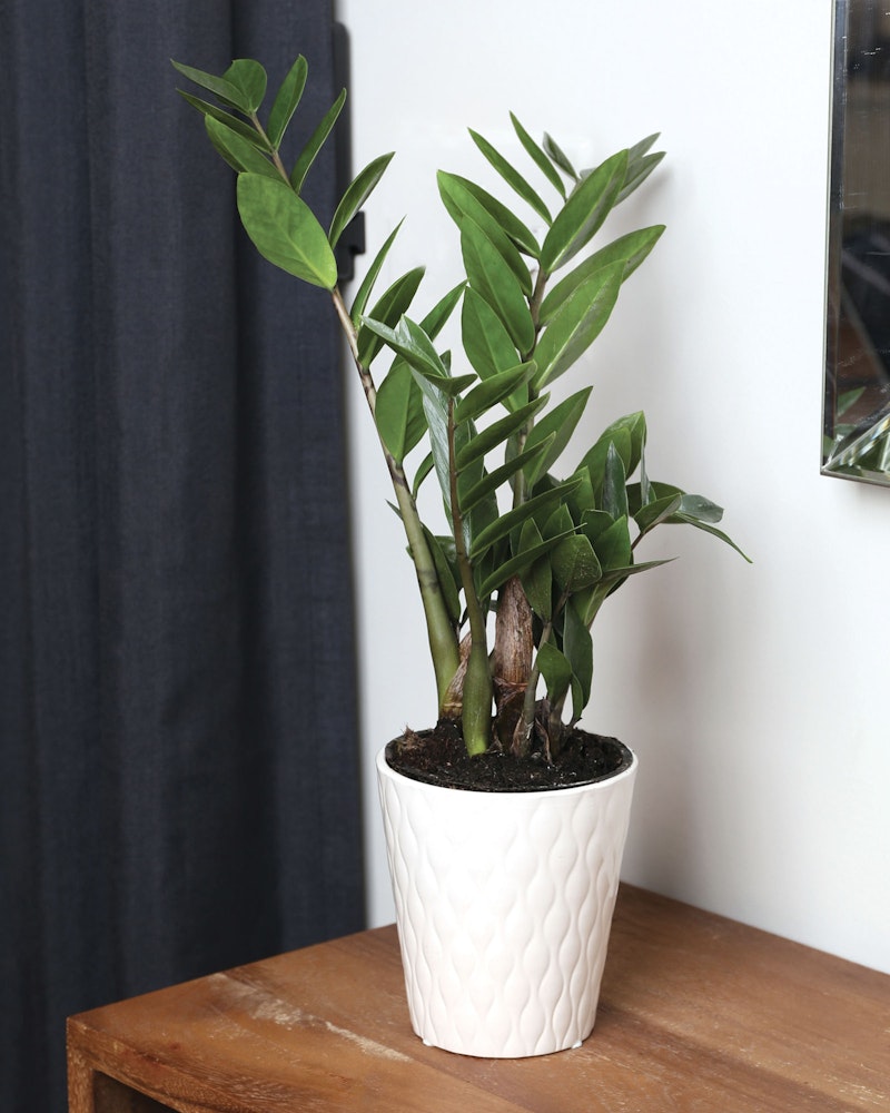 A healthy Zamioculcas zamiifolia, also known as ZZ plant, with shiny green leaves in a white embossed ceramic pot, placed on a wooden table against a curtained background.
