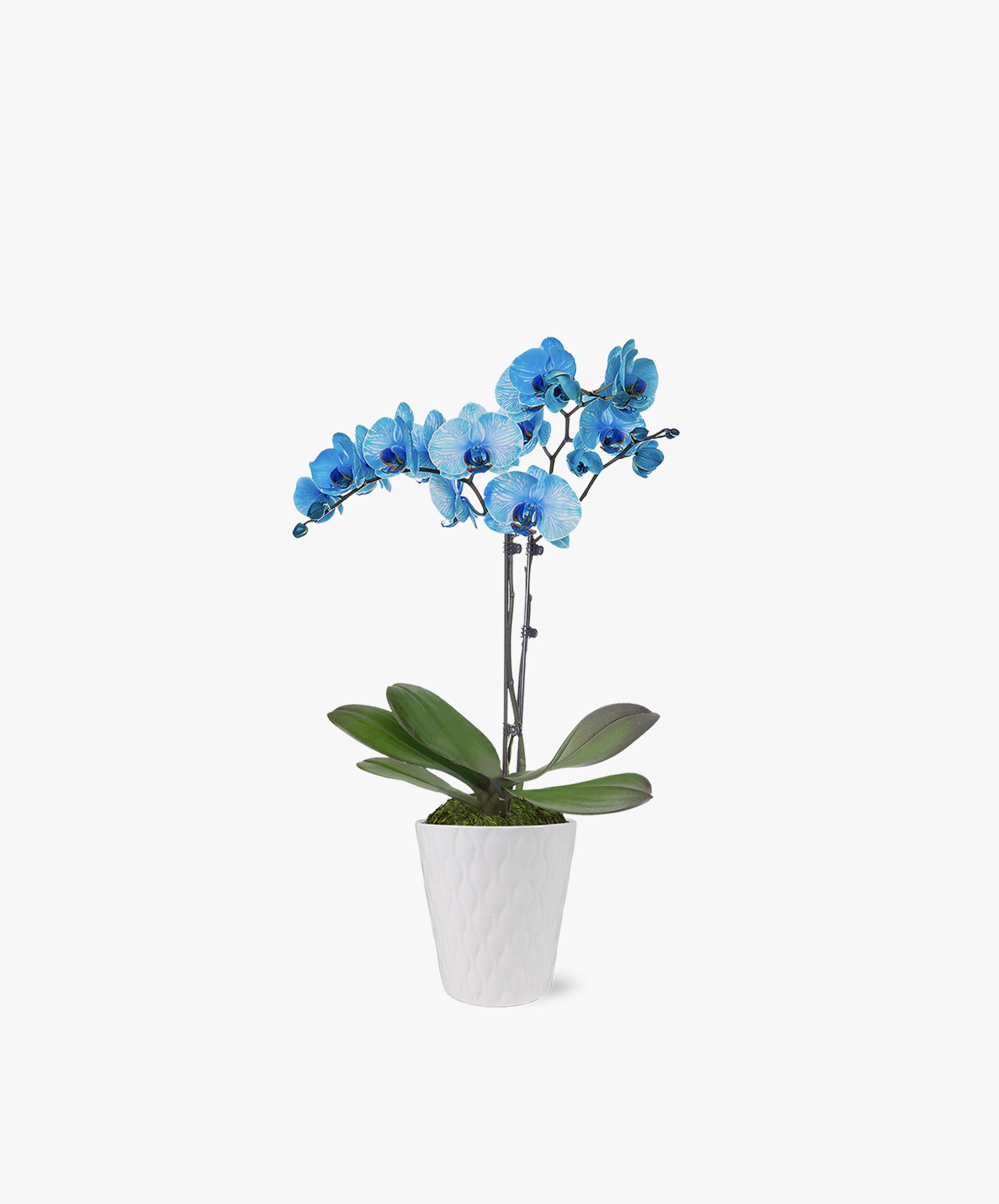 Blue Orchid Orchid Plant