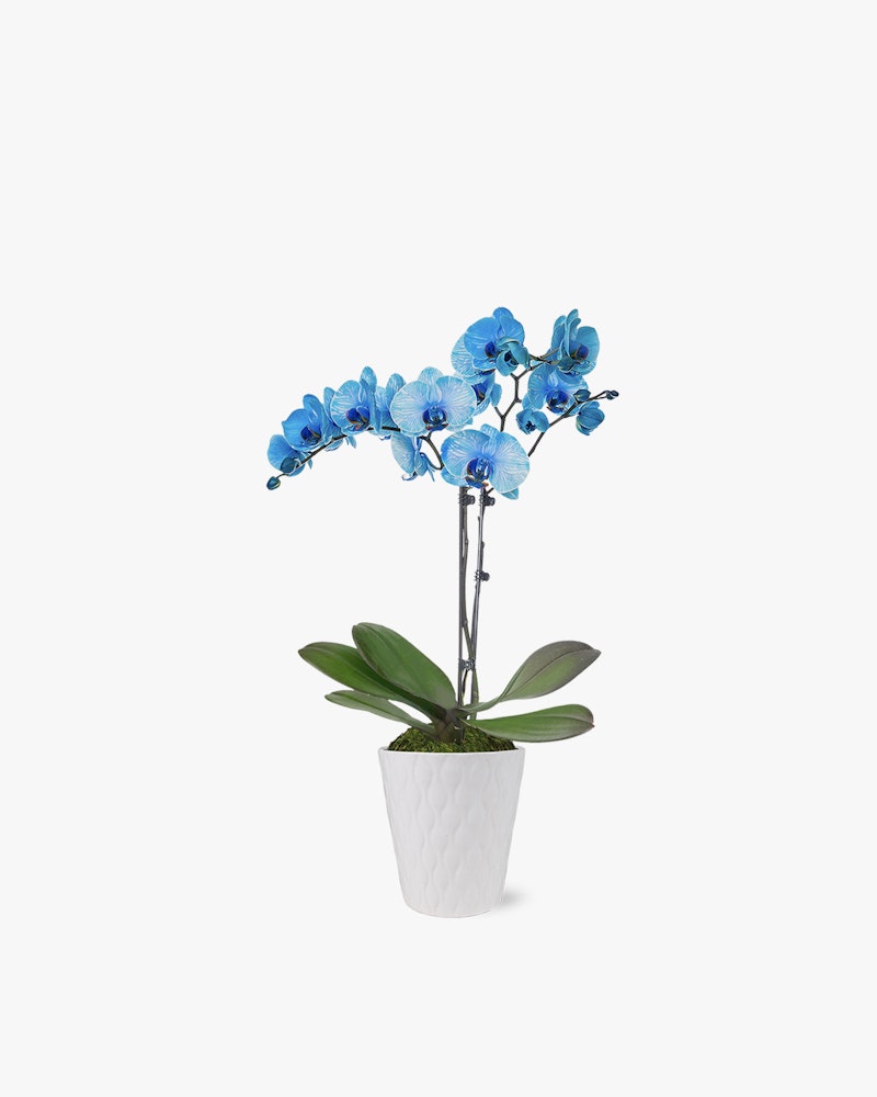 Vibrant blue artificial orchid plant with lush green leaves in a white textured pot isolated on a white background, perfect for home or office decor.