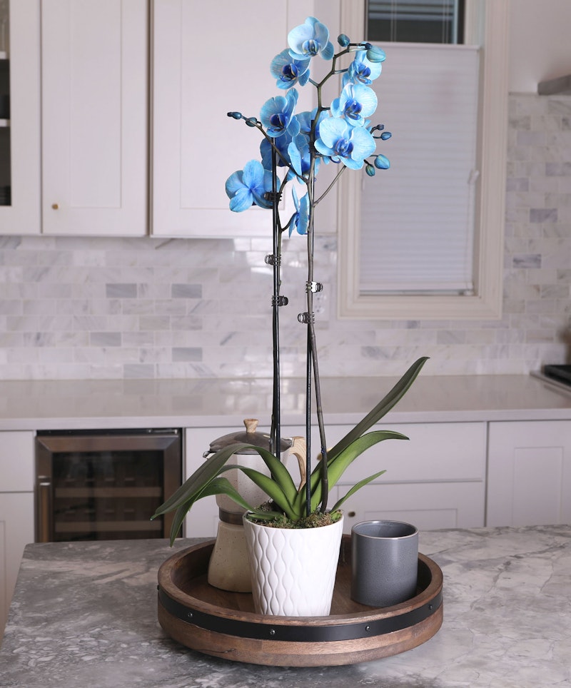 Vibrant blue artificial orchid in a white decorative pot on a kitchen counter, complemented by two small grey cups and a round wooden tray against a tiled backsplash.