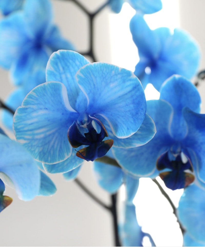 Vibrant blue orchids with a delicate texture, highlighted by natural light that enhances their color, stand against a blurred geometric background.