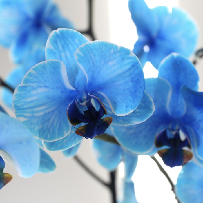 blue-orchid