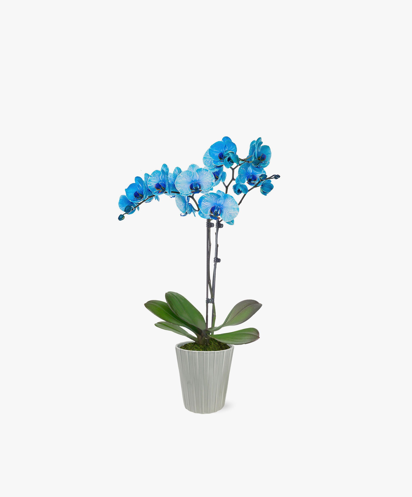 Blue Orchid Orchid Plant
