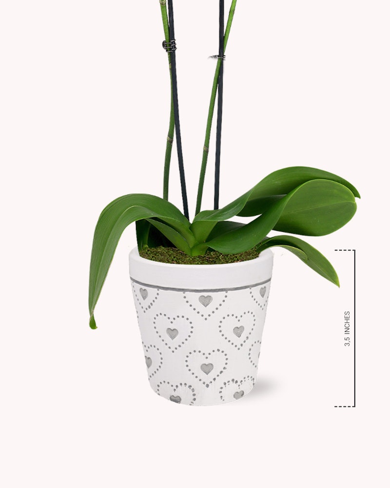Green orchid plant with lush leaves in a decorative white pot with heart patterns, isolated on a white background with a measurement scale.