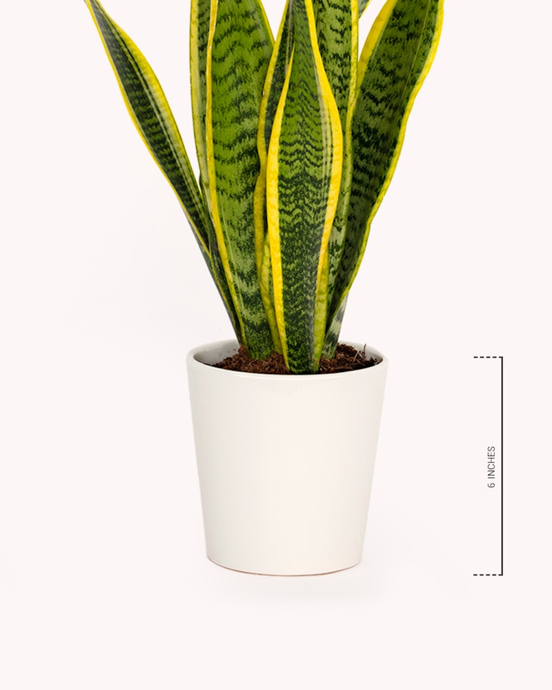 A vibrant Snake Plant (Sansevieria trifasciata) with yellow-tipped, green-striped leaves in a white pot against a white background, with a ruler indicating its size.