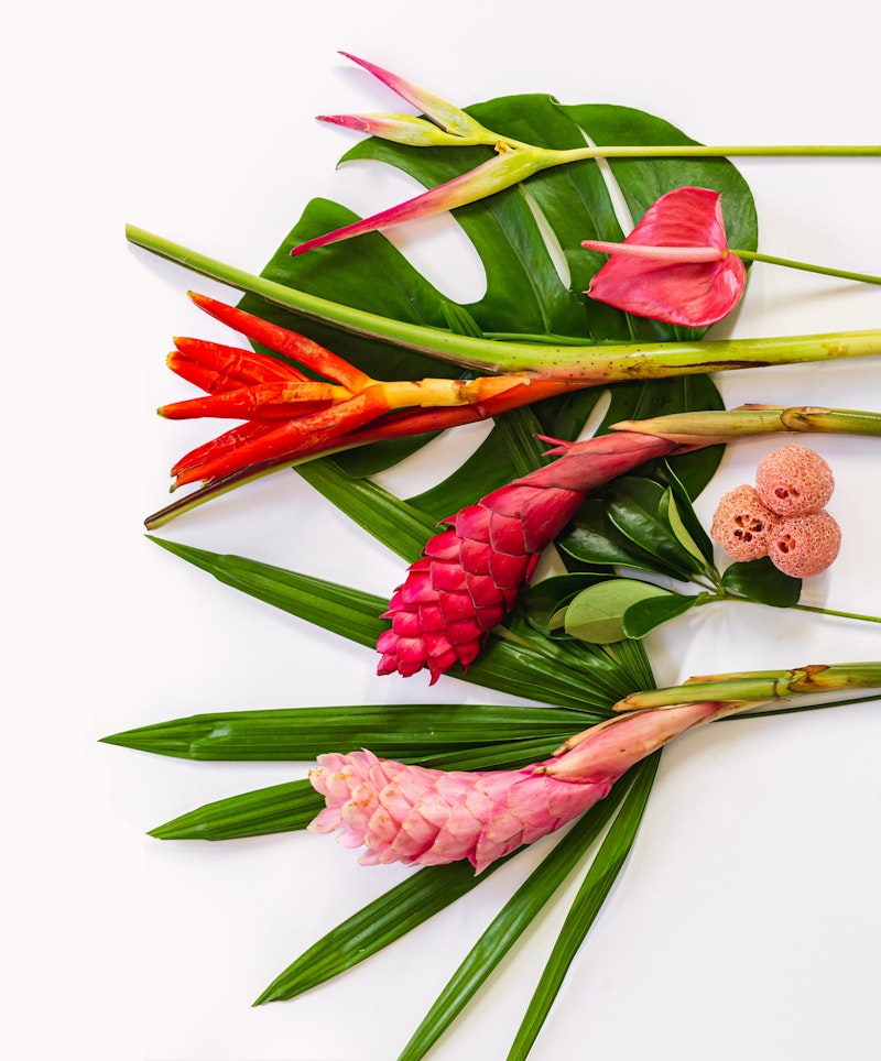 Vibrant tropical flowers and leaves arrayed on a white background, featuring red ginger, pink anthuriums, and green foliage with a modern, minimalist aesthetic.