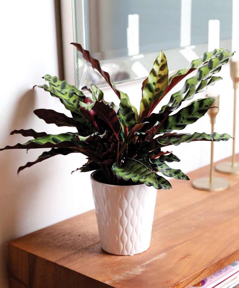 Vibrant Calathea plant with distinctive patterned leaves in a white textured pot on a wooden table near a window with candlesticks in the background.