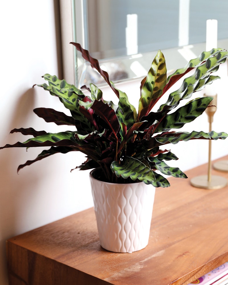 Vibrant Calathea plant with distinctive patterned leaves in a white textured pot on a wooden table near a window with candlesticks in the background.