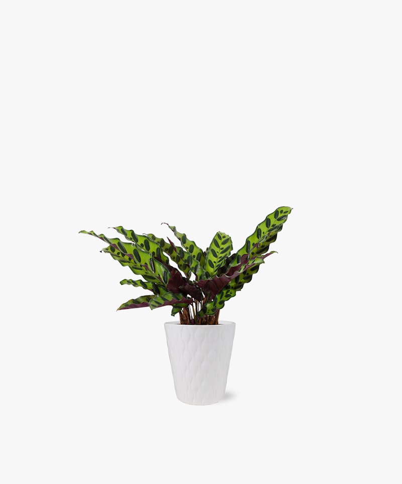 Lush Calathea plant with striking green and purple patterned leaves in a white textured pot isolated on a clean white background, ideal for modern interior decor.