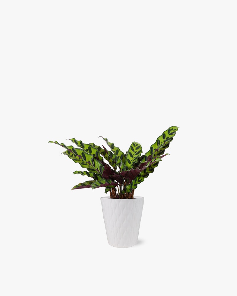 Lush Calathea plant with striking green and purple patterned leaves in a white textured pot isolated on a clean white background, ideal for modern interior decor.