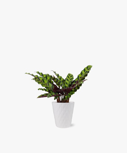 Vibrant Calathea plant with unique patterned leaves in a stylish white pot.