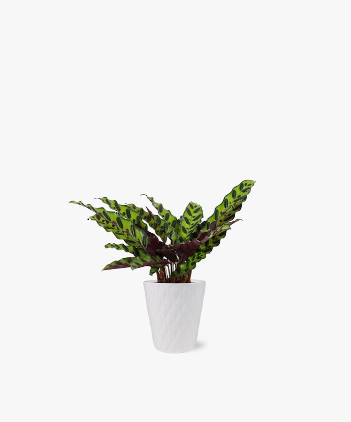 Vibrant Calathea plant with unique patterned leaves in a stylish white pot.