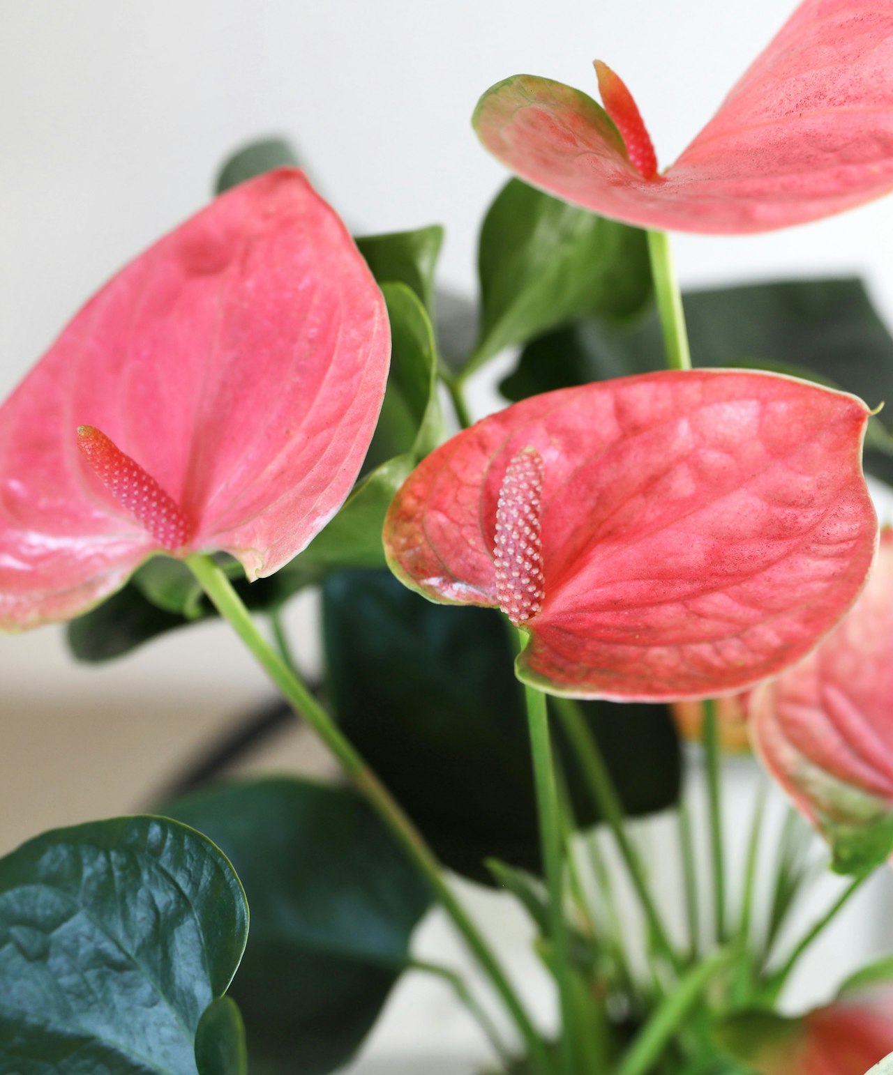Vibrant pink anthurium flowers blossoms showcasing glossy green leaves in a lush arrangement.