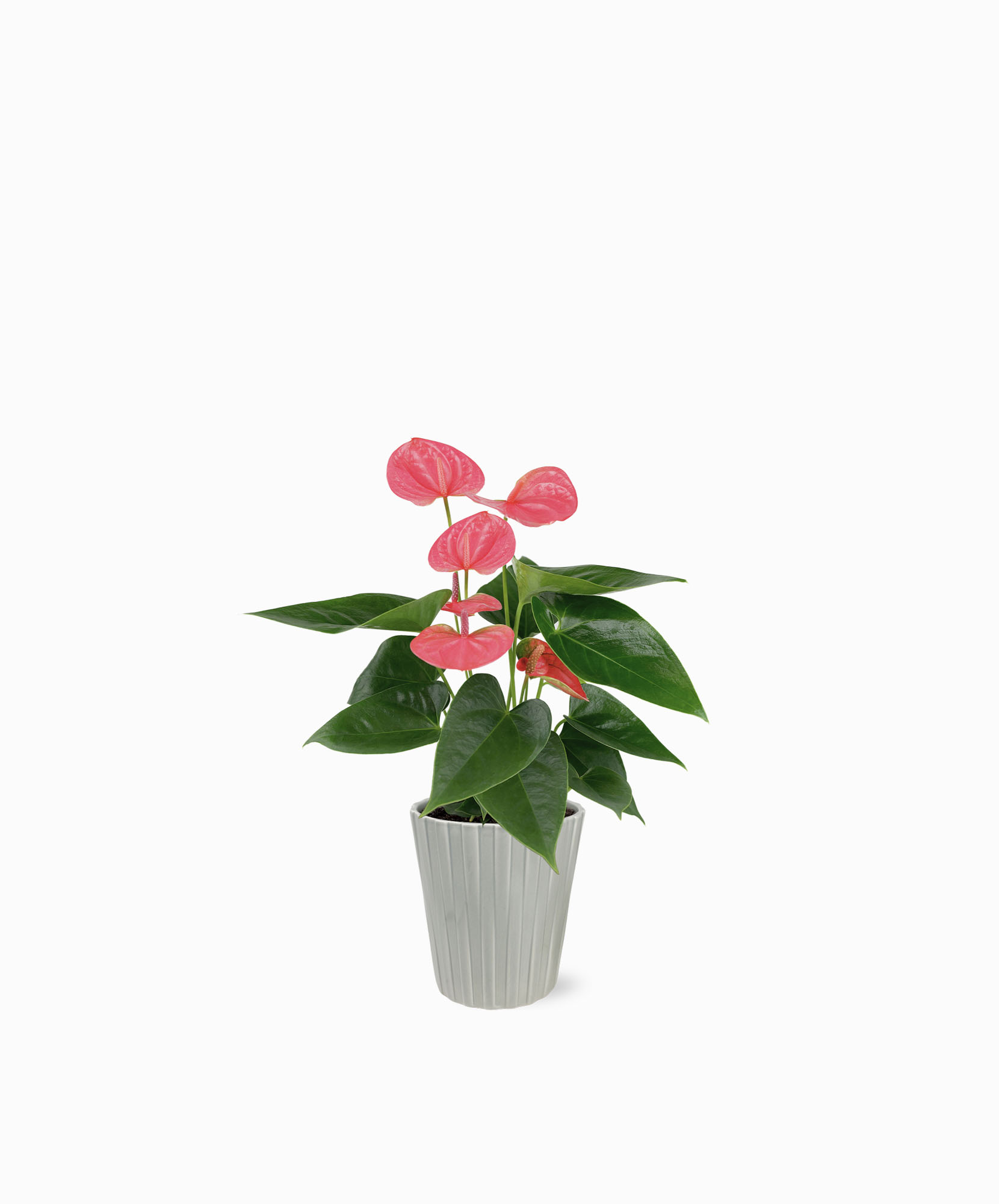 Pink Anthurium Premium Floral Gift | BloomsyBox.com.com