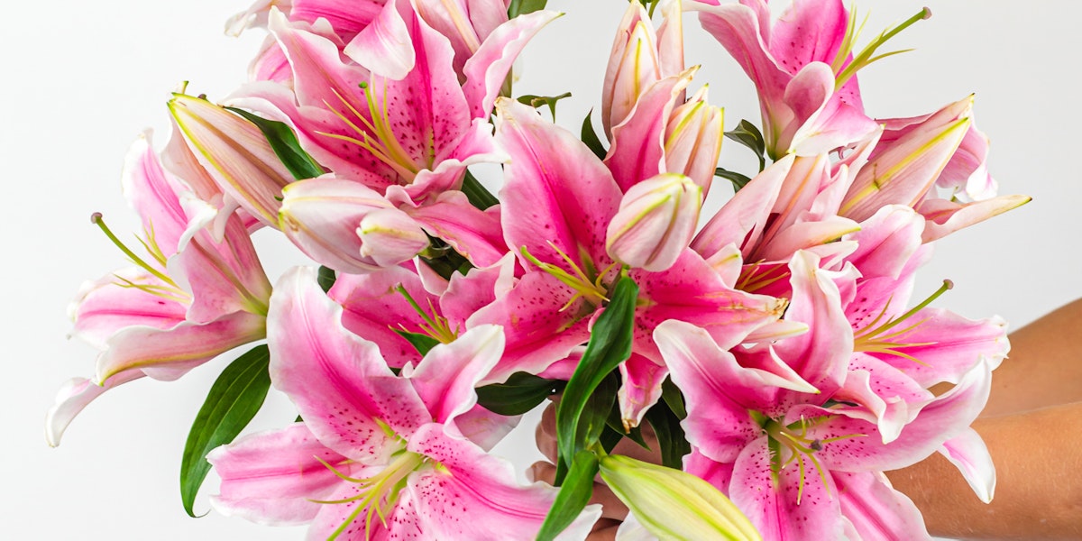 Pretty in Pink Lilies