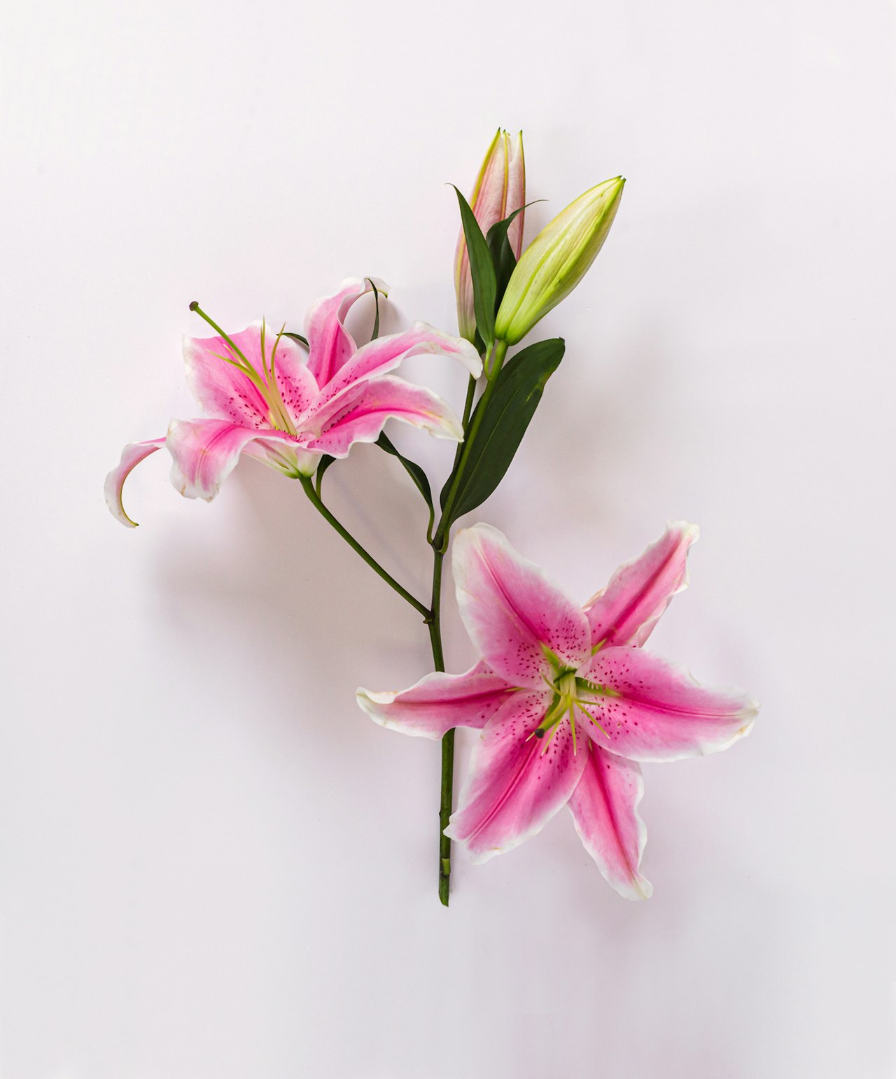 Elegant pink lilies with delicate white accents, perfect for any floral arrangement.