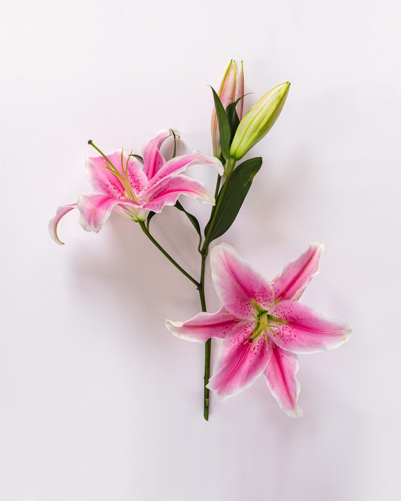 Beautiful pink and white lily flowers with spotted petals, green stems, and unopened buds isolated on a clean white background, perfect for spring and floral themes.