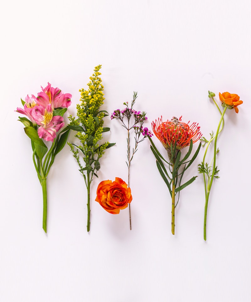 A vibrant collection of assorted flowers with diverse colors and shapes neatly arranged on a clean white background, showcasing a natural and floral aesthetic.