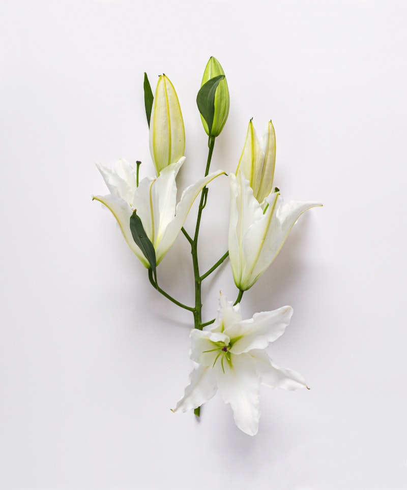 Elegant white lily flowers with buds and green leaves, isolated on a clean white background, symbolizing purity and grace in a minimalist floral arrangement.