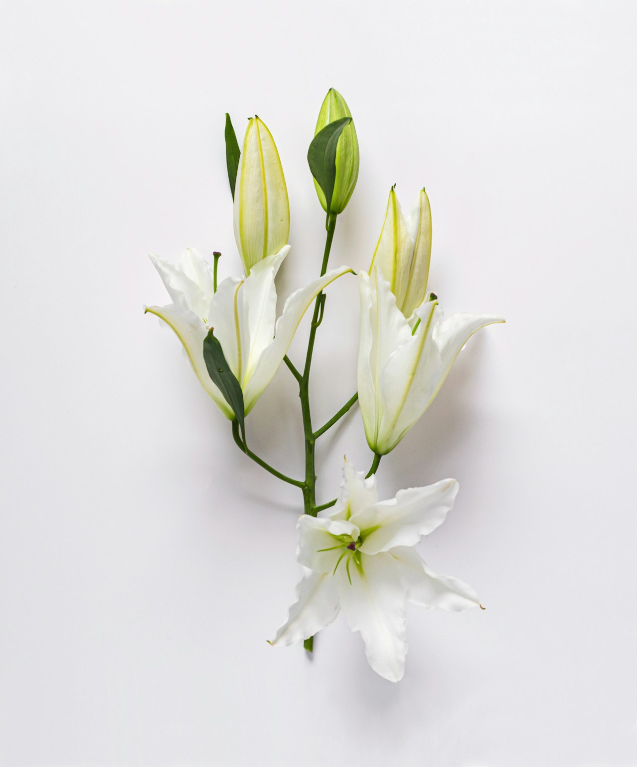 Elegant white lilies with fresh green buds, perfect for elegant floral arrangements.