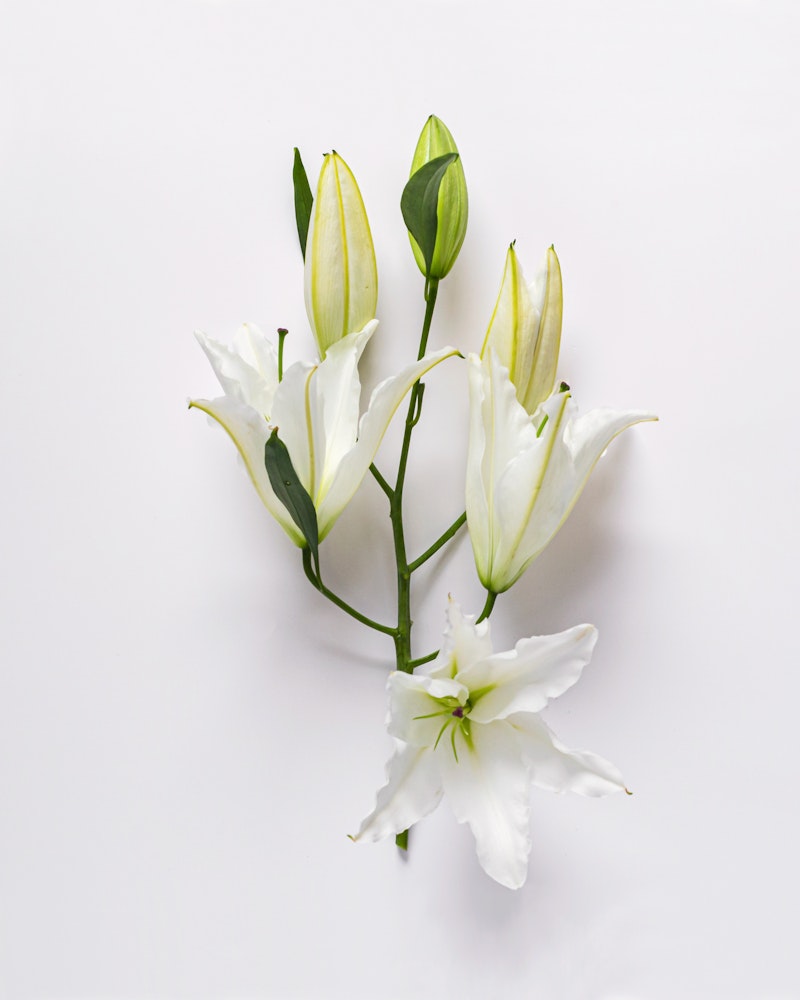 Elegant white lily flowers with buds and green leaves, isolated on a clean white background, symbolizing purity and grace in a minimalist floral arrangement.