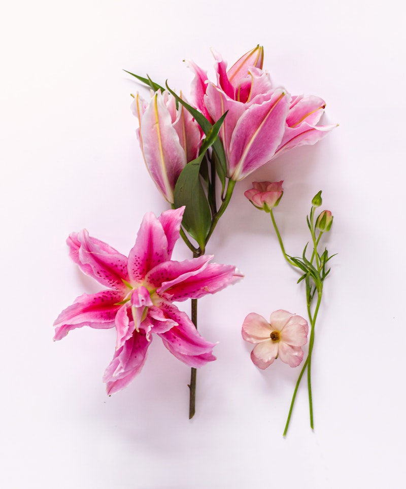 Vibrant pink lilies with dark speckles and lush green leaves, accompanied by a delicate pale flower, arranged elegantly on a white background.