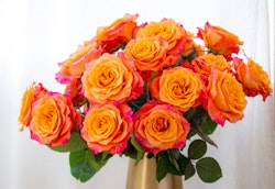 A vibrant bouquet of orange roses with pink tips in full bloom, presented in a golden vase against a soft white background, evoking a warm, romantic atmosphere.