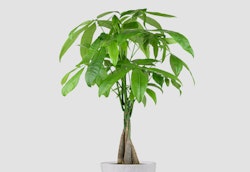 Lush green potted money tree (Pachira aquatica) with braided trunk displayed against a neutral white background, showcasing the plant's glossy foliage.