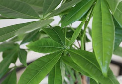 Close-up view of vibrant green potted plant leaves with prominent veins and pointed tips, indoors with a blurred background for a calming natural aesthetic.