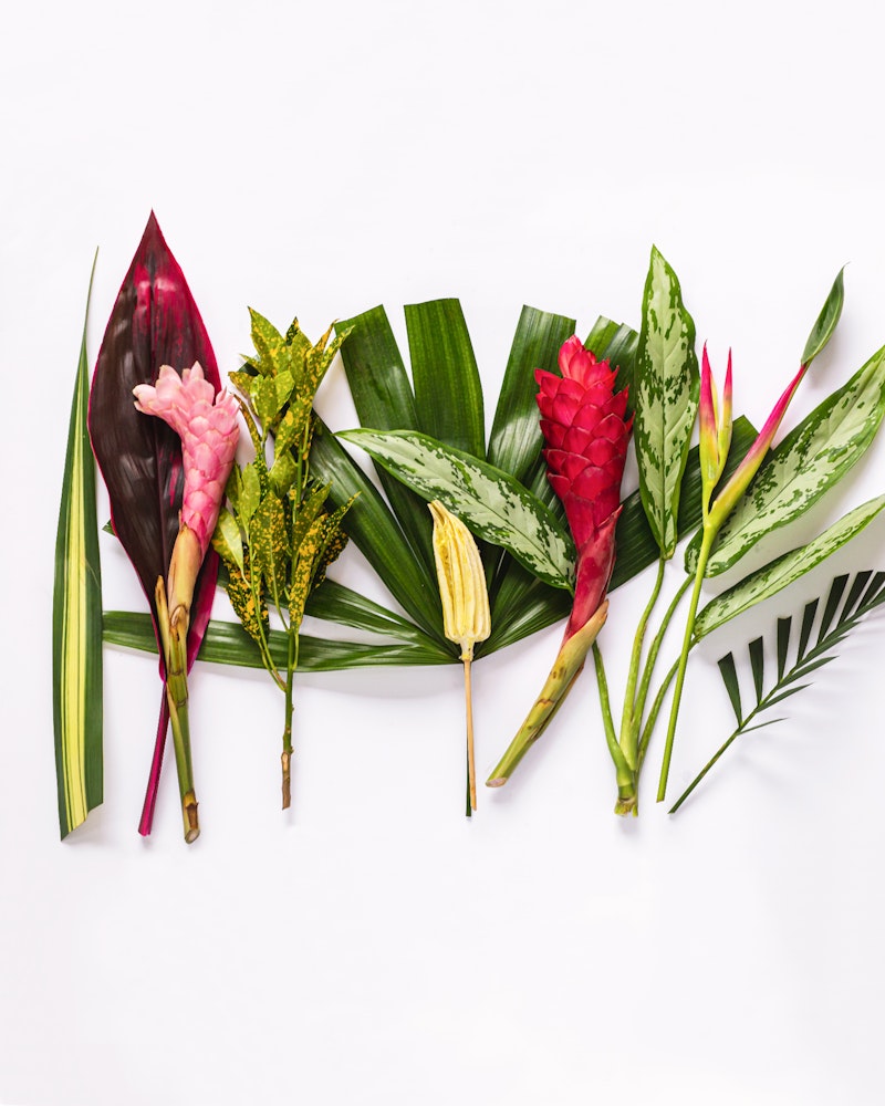 Assortment of tropical leaves and flowers with vibrant greens and reds, neatly arranged in a fan shape against a white background, showcasing a variety of textures and patterns.