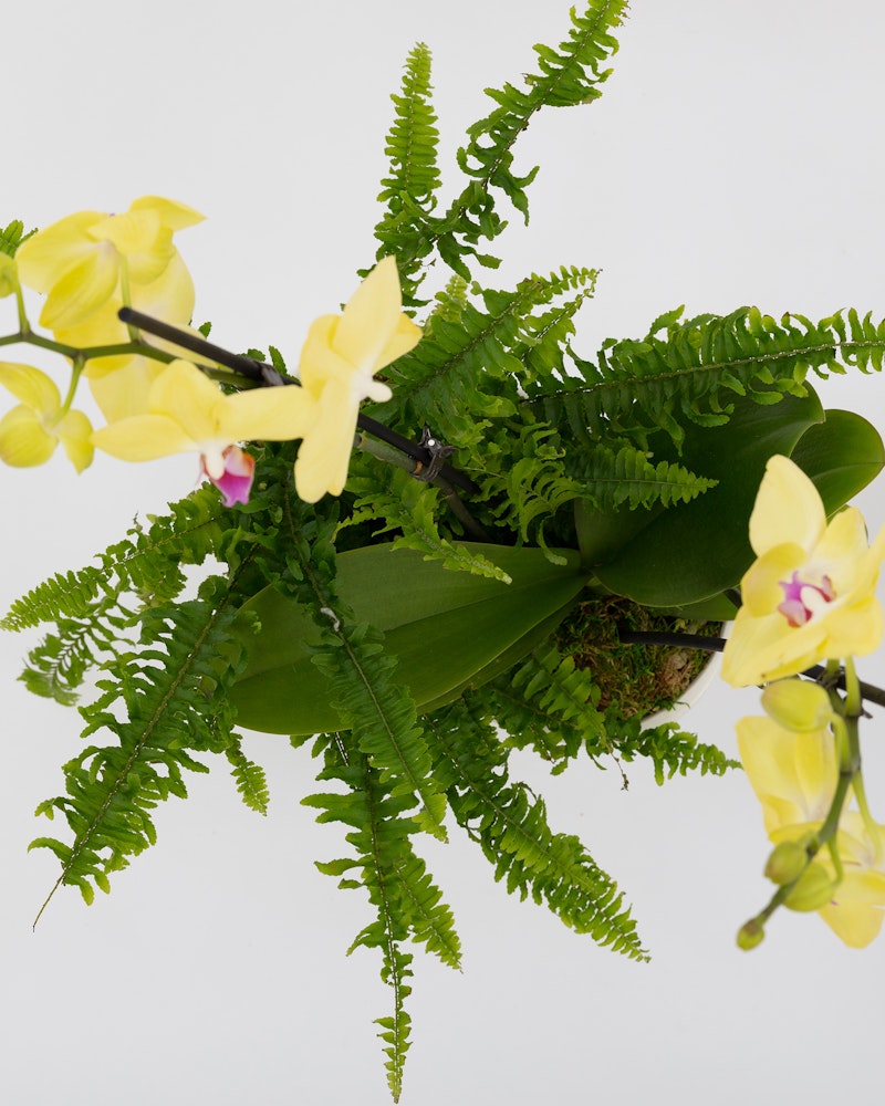 Lush arrangement of vibrant yellow orchids with green ferns and leaves against a white background, showcasing the beauty of these exotic flowers in a fresh composition.
