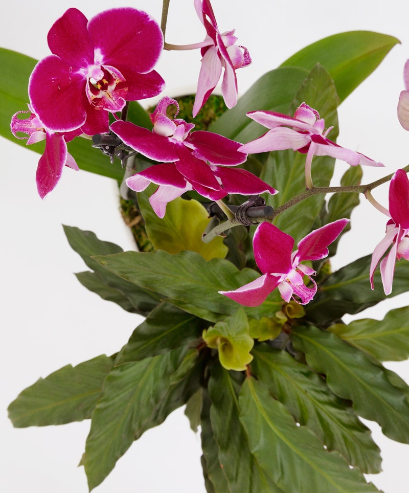 Vibrant pink orchids with a deep magenta center bloom amid broad green leaves, contrasting against a crisp white background, showcasing the delicate details of the petals.