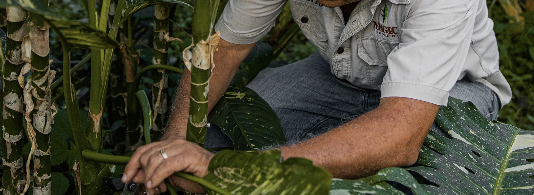 A dedicated gardener tending to lush green plants with care in a vibrant garden setting.