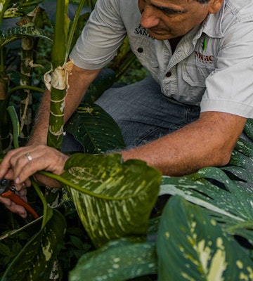 A man in a white shirt with logo inspecting a large green leaf on a plant in a lush garden, portraying an agricultural worker or botanist studying plant health.