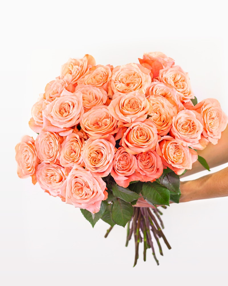 A person holding a large bouquet of fresh, pink roses with vibrant green leaves against a white background, creating a beautiful and romantic floral display.