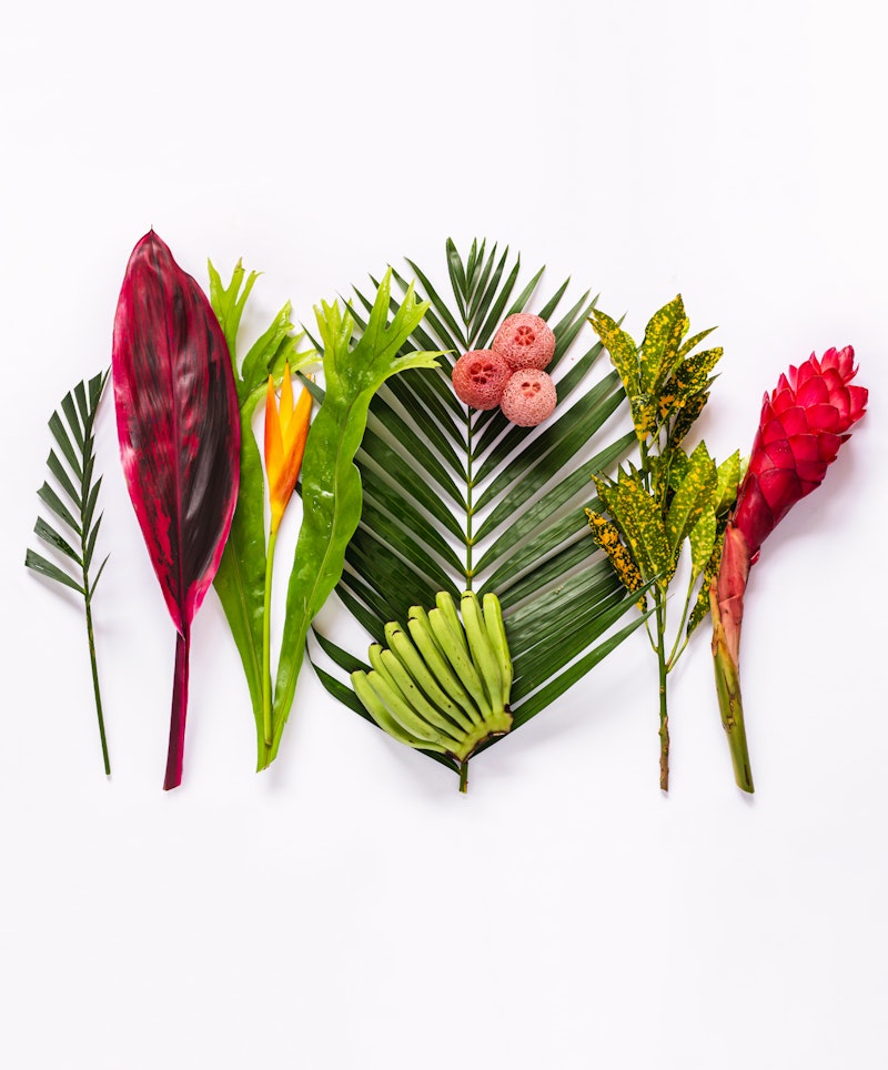 A vibrant collection of tropical flora with diverse leaves, colorful flowers, miniature bananas, and exotic fruits arranged in a pleasing gradient on a white background.