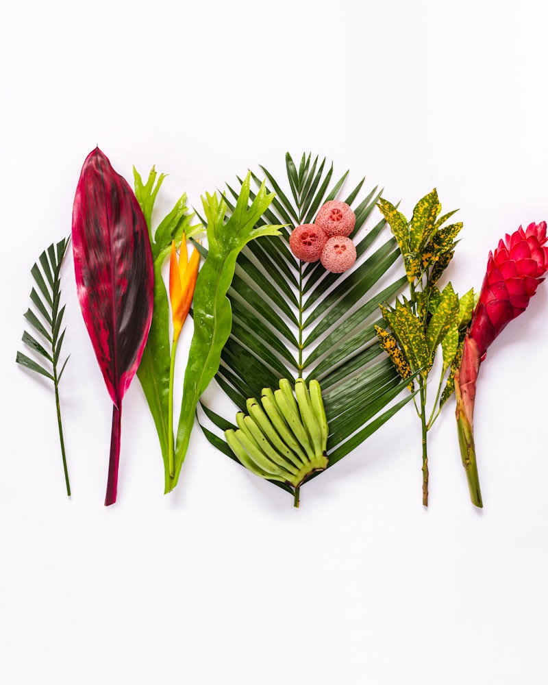 A vibrant collection of tropical flora with diverse leaves, colorful flowers, miniature bananas, and exotic fruits arranged in a pleasing gradient on a white background.