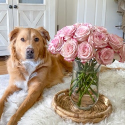 A relaxed golden retriever lies next to a bouquet of pink roses in a clear glass vase on a woven tray, set against a cozy home background with a wooden door.