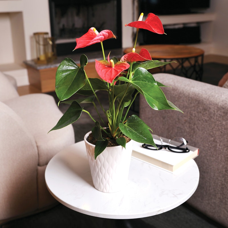 Bright red anthurium plant with lush green leaves in a white textured pot on a white coffee table in a cozy living room with a beige sofa and warm lighting.