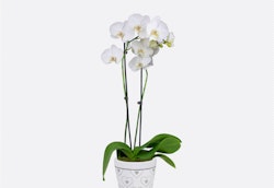 Elegant white orchid with multiple blooms displayed in a decorative white pot against a clean, white background, showcasing its vibrant green leaves and stems.