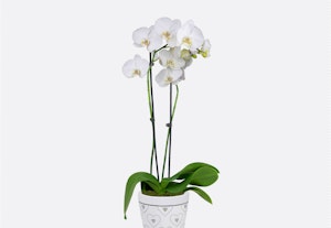 Elegant white orchid with multiple blooms displayed in a decorative white pot against a clean, white background, showcasing its vibrant green leaves and stems.