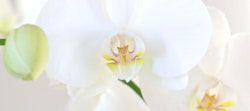 Close-up of a white orchid with a vibrant yellow center and delicate pink details on the petals, showcasing the intricate patterns and soft texture.