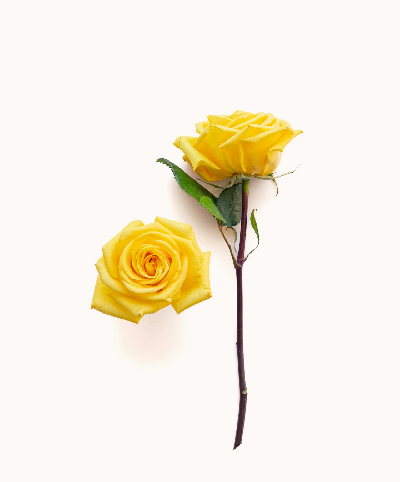 Elegant yellow roses with lush green leaves, perfect for cheerful bouquets and decorations.