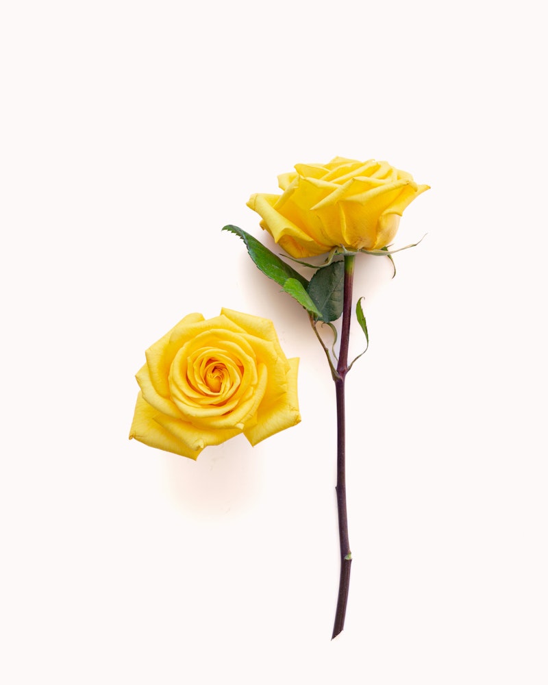 Two vibrant yellow roses with green leaves against a clean white background, one standing tall with a long stem and the other lying flat, showcasing their petals.